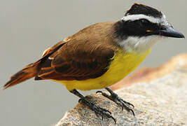 Great Kiskadee