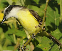 Great Kiskadee