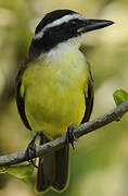 Great Kiskadee