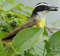 Great Kiskadee