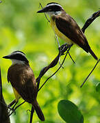 Great Kiskadee