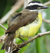 Great Kiskadee