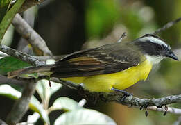 Social Flycatcher