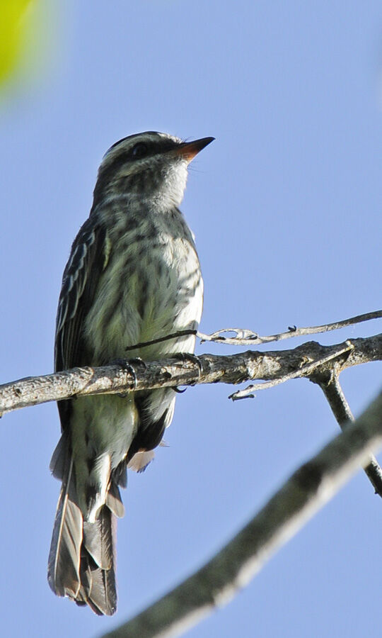 Variegated Flycatcheradult