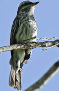 Variegated Flycatcher