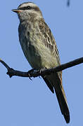 Variegated Flycatcher