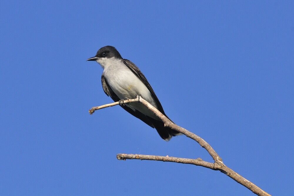 Eastern Kingbirdadult