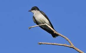 Eastern Kingbird