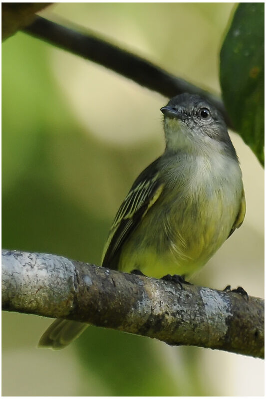 Slender-footed Tyrannuletadult