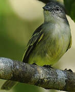 Slender-footed Tyrannulet