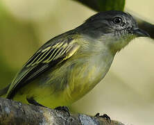 Slender-footed Tyrannulet