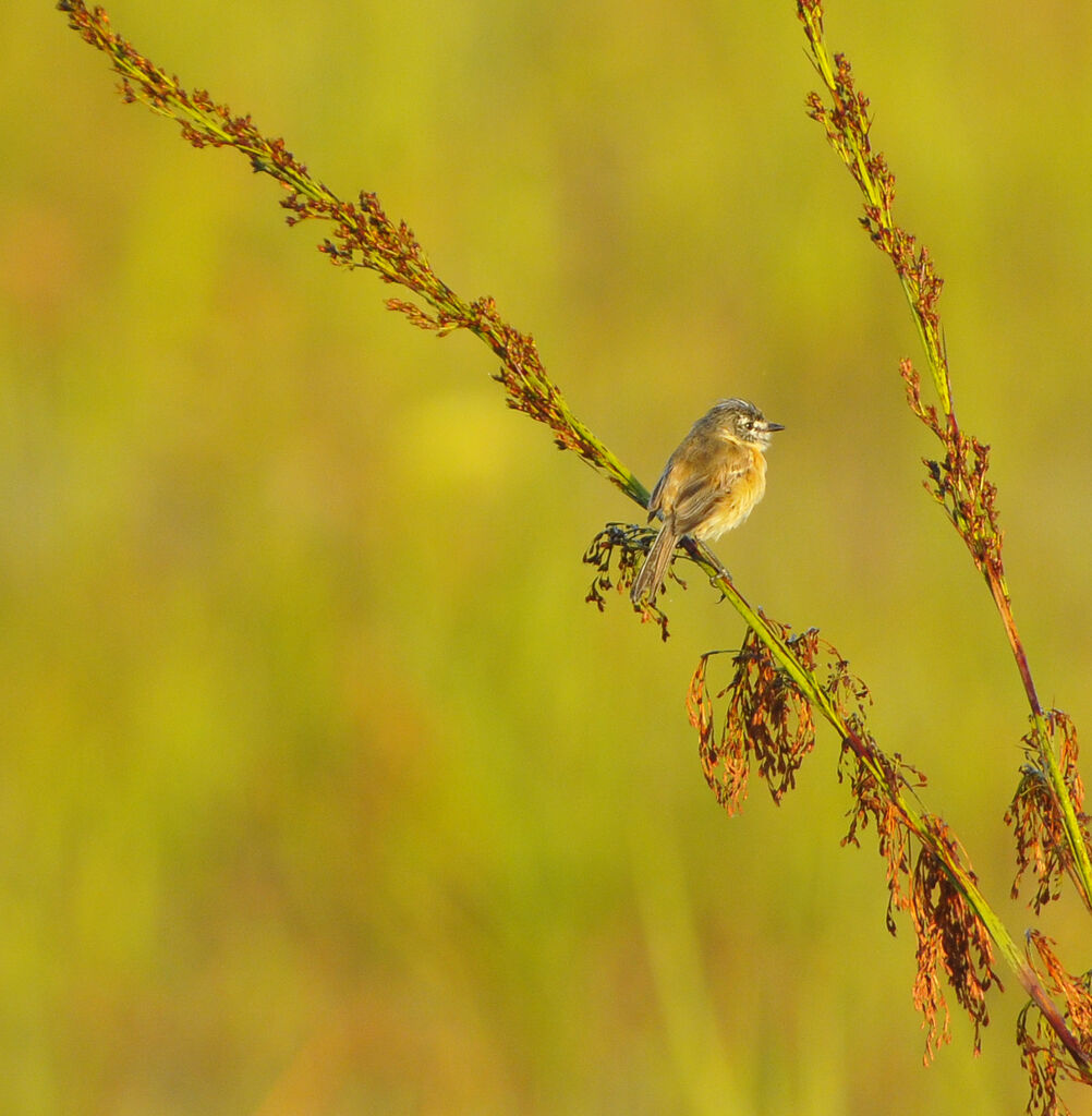 Bearded Tachuri male adult