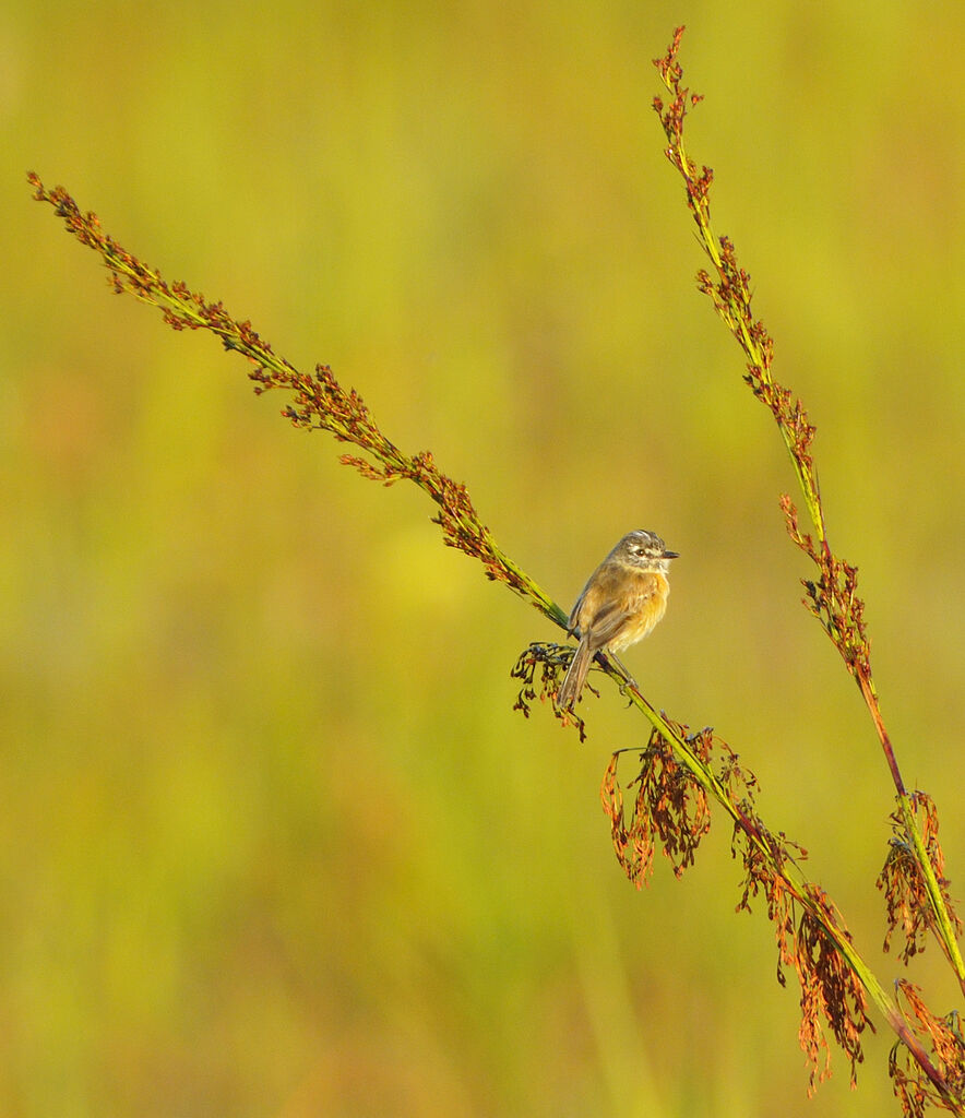 Bearded Tachuri male adult