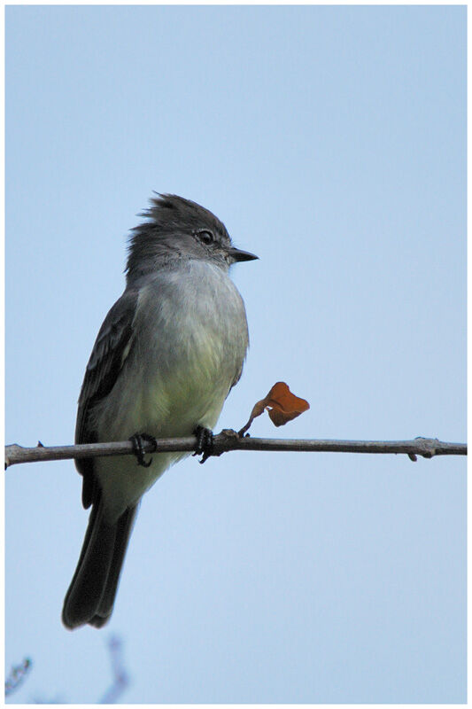 Northern Scrub Flycatcheradult