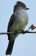 Northern Scrub Flycatcher