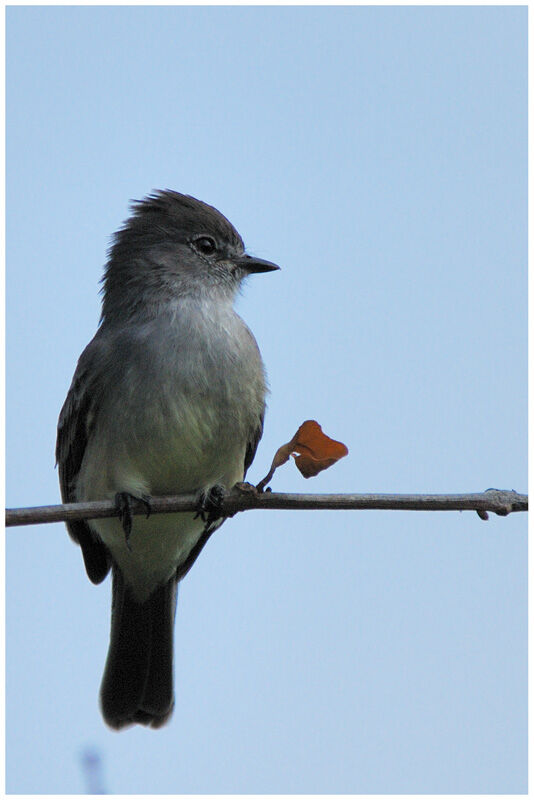 Northern Scrub Flycatcheradult