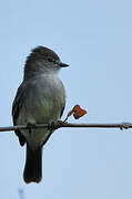 Northern Scrub Flycatcher