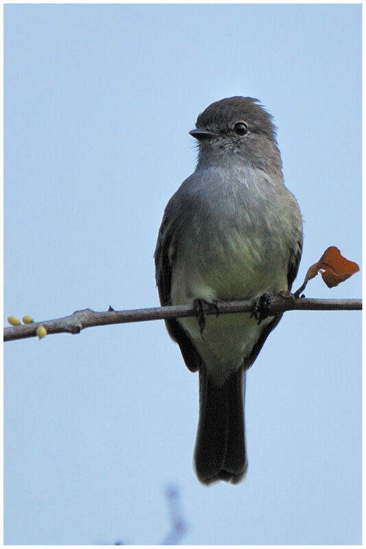 Northern Scrub Flycatcheradult