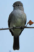 Northern Scrub Flycatcher