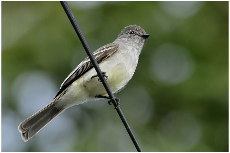 Tyranneau des palétuviersadulte