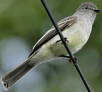 Northern Scrub Flycatcher