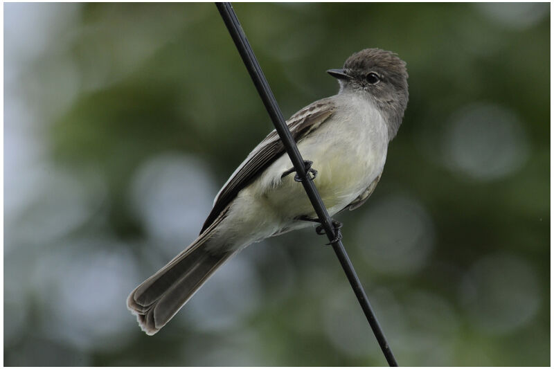 Northern Scrub Flycatcheradult