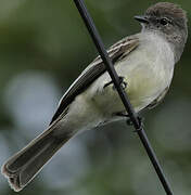 Northern Scrub Flycatcher