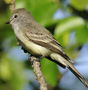 Northern Scrub Flycatcher