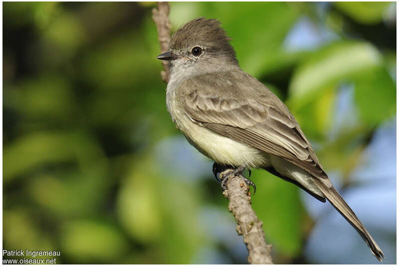 Northern Scrub Flycatcheradult, identification