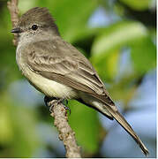 Northern Scrub Flycatcher