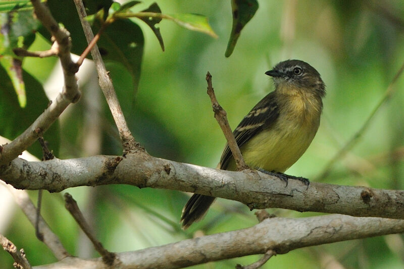 Pale-tipped Ineziaadult