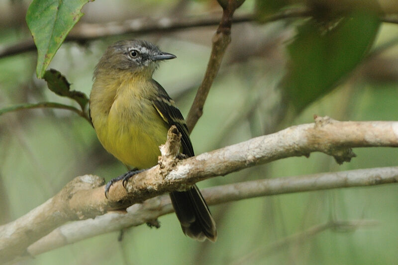 Pale-tipped Ineziaadult