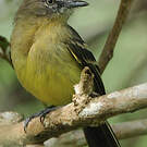 Tyranneau frangé