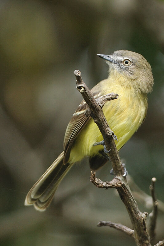 Pale-tipped Ineziaadult