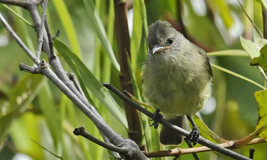 Tyranneau passegrisadulte