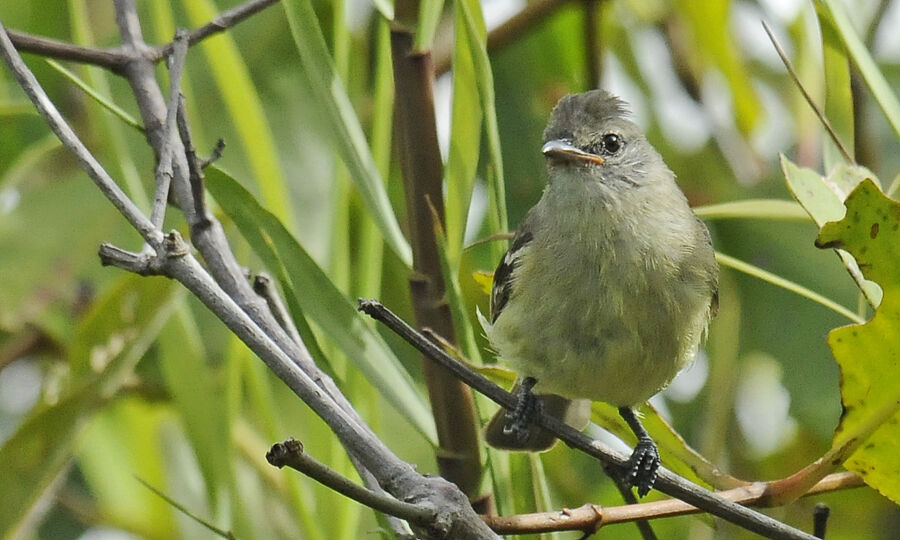 Tyranneau passegrisadulte