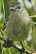 Southern Beardless Tyrannulet