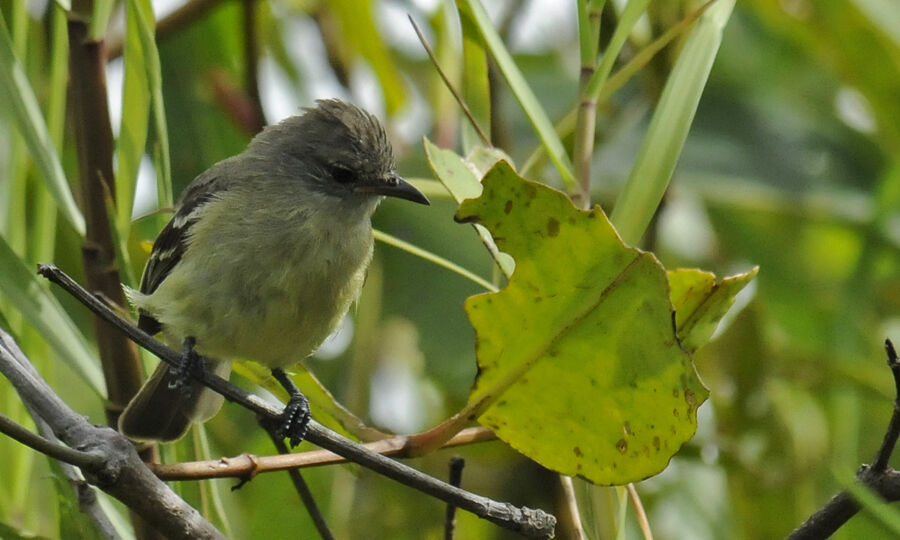 Southern Beardless Tyrannuletadult