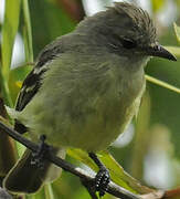 Southern Beardless Tyrannulet