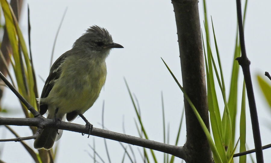 Southern Beardless Tyrannuletadult