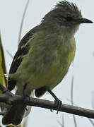 Southern Beardless Tyrannulet