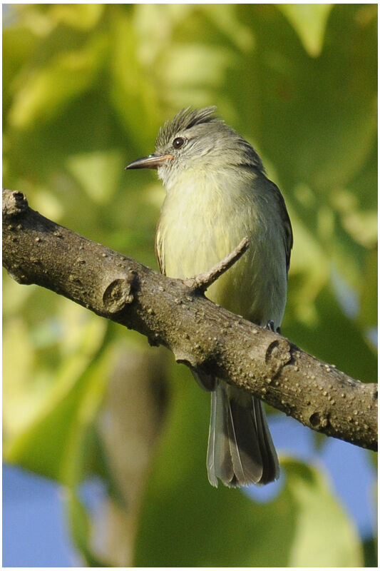 Southern Beardless Tyrannuletadult