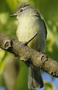 Southern Beardless Tyrannulet