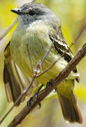 Yellow-crowned Tyrannulet