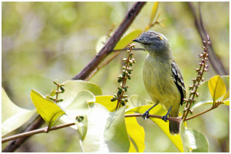 Yellow-crowned Tyrannuletadult