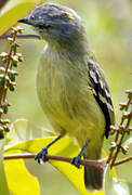 Yellow-crowned Tyrannulet