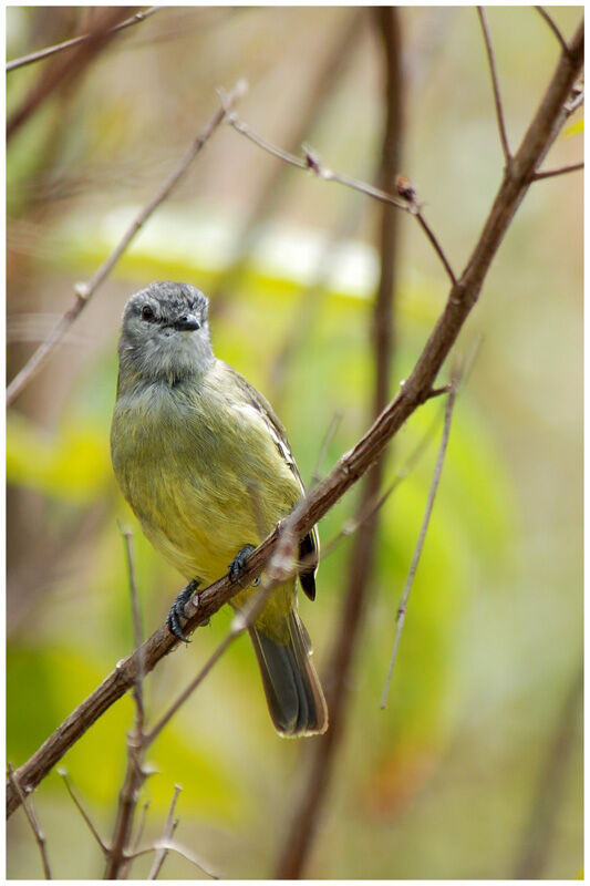 Yellow-crowned Tyrannuletadult