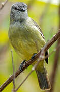 Yellow-crowned Tyrannulet