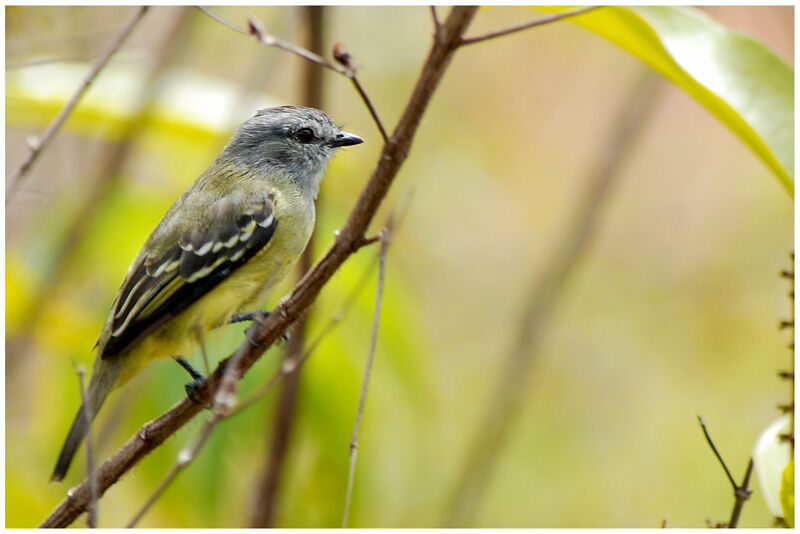 Yellow-crowned Tyrannuletadult