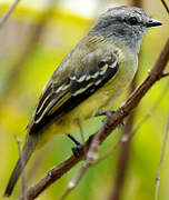 Yellow-crowned Tyrannulet